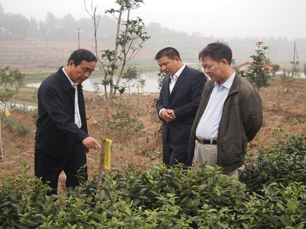 市人大副主任尹保斌到基地視察茶葉生物病蟲(chóng)害防治情況